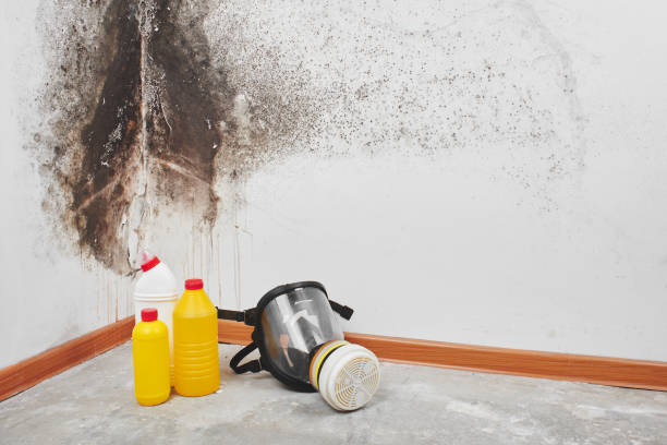 Best Mold Damage Repair  in The Hammocks, FL