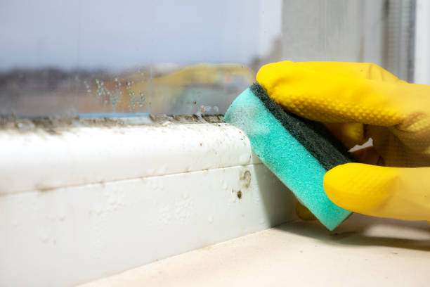 Best Office Mold Removal Services  in The Hammocks, FL
