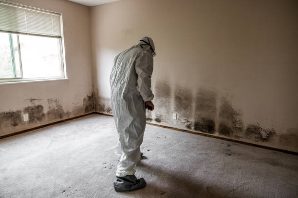 Best Emergency Mold Removal  in The Hammocks, FL