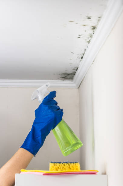 Best Same-Day Mold Removal  in The Hammocks, FL